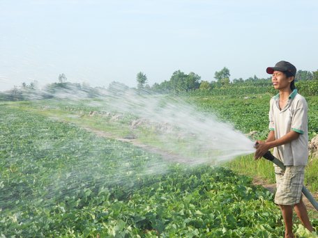 Nông dân chuyển đổi cây trồng thích ứng với điều kiện hạn, mặn. Ảnh: HÀ THÀNH THẶNG