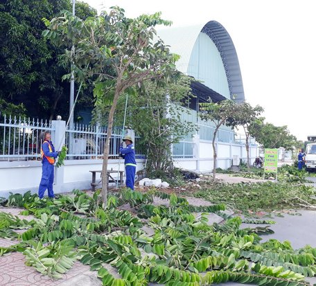 Các thành viên Tổ Chăm sóc cây xanh tất bật rong mé nhánh cây, đảm bảo an toàn mùa mưa bão.