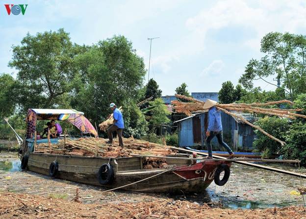 Sau đó, họ khai thác và vận chuyển ra “Chợ tràm” để phân loại thành các loại cừ dùng trong xây dựng.