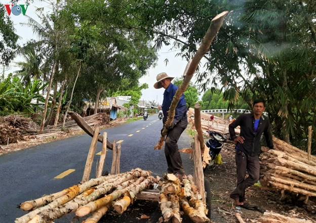 Người dân nơi đây phân loại cừ tràm thành 3 loại phổ biến là cừ 3, 4 và 5.