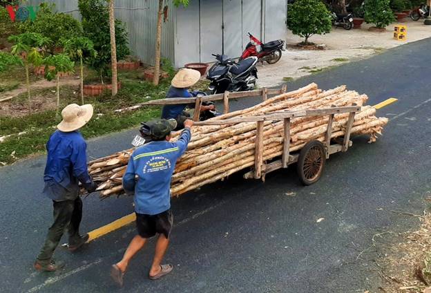 Cừ 5 lớn nhất với đường kính gốc trên 8 cm và có chiều dài 4,7 m; cừ 4 là 3,7 và loại 3 là 2,7 m.