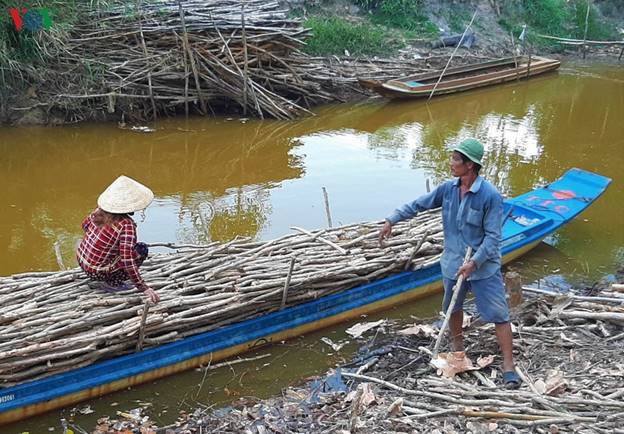 Sau khi chặt tỉa theo các tiêu chuẩn phân loại, phụ phẩm từ cây tràm được bán lại cho người dân địa phương để hầm than.