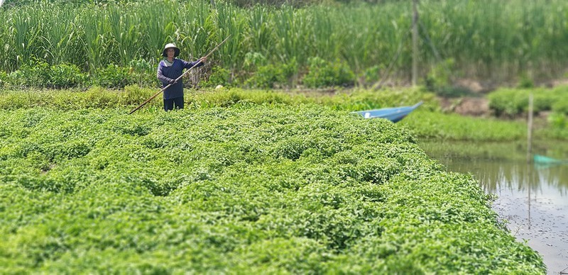 Những ruộng sương sáo xanh mướt đang vào mùa thu hoạch