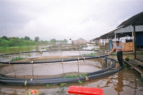 Những lồng, bè nuôi thủy sản trên sông cần phải được neo đậu, chằng chống vững chắc để an toàn trước lốc xoáy.