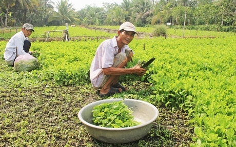 Nhờ chuyển đổi cây trồng hiệu quả, thu nhập người dân ngày càng nâng cao.