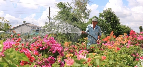 Hoa giấy đa sắc có giá bán từ vài trăm nghìn đến gần 100 triệu đông/ cây.