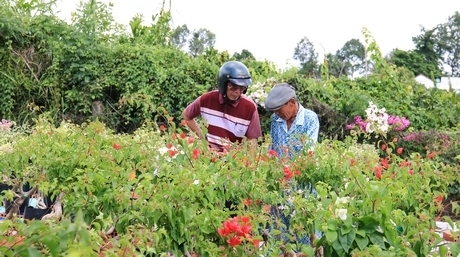 Hoa giấy đa sắc đang hút khách.