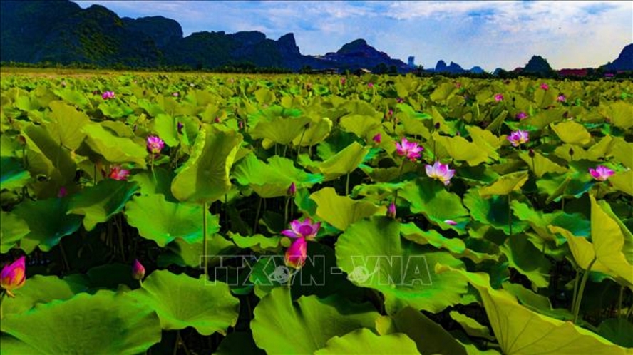 Những cánh đồng sen mênh mông, trải dài trên những cánh đồng vùng đất cố đô Ninh Bình.