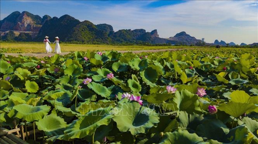 Những cánh đồng sen mênh mông, trải dài trên những cánh đồng vùng đất cố đô Ninh Bình.