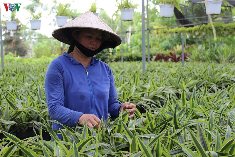 Người dân làng hoa chăm sóc cây cảnh.