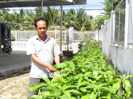 Vườn cây giống xoài hồng phấn của anh Nhàn.