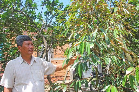 Sầu riêng ở cù lao Dài (Vũng Liêm) chịu nhiều thiệt hại do hạn mặn.