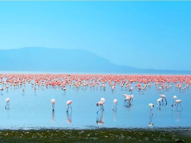  Hồ Nakuru, Kenya.