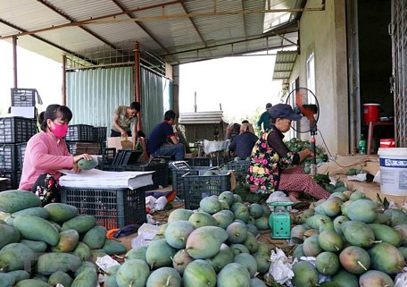 Ngày 22/6/2020, 30 tấn xoài đầu tiên của huyện Mai Sơn, tỉnh Sơn La đã được xuất khẩu sang thị trường Hoa Kỳ. (Ảnh: Hữu Quyết/TTXVN)