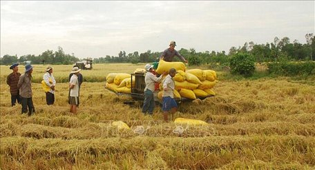 Trong khi đó, giá cà phê, tiêu sau khi hồi phục tuần trước đó thì vẫn giữ ổn định.