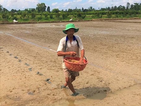 Nông dân Tiền Giang khẩn trương gieo sạ lúa khi vào mùa mưa.