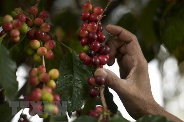 Thu hoạch càphê tại Fraijanes, Guatemala. (Ảnh: AFP/TTXVN)