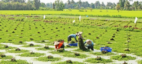 Đến nay, thu nhập bình quân đầu người của huyện Tam Bình đạt 47 triệu đồng/năm, tăng 20,5 triệu đồng so năm 2015. Huyện phấn đấu đến năm 2020, thu nhập bình quân đầu người đạt 67 triệu đồng/năm.