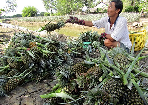 Anh Chịa bán khóm cho thương lái tại rẫy.