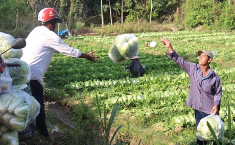 Dự án nông nghiệp ưu đãi đầu tư được thực hiện tại địa bàn có điều kiện kinh tế- xã hội khó khăn tại các huyện: Trà Ôn, Bình Tân, Vũng Liêm, Mang Thít và Tam Bình.