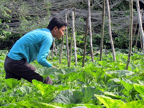 Anh Tài thu hoạch bông bí bán cho tiểu thương ở chợ.