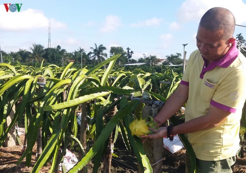 Anh Lê Huy Bình đang chăm sóc vườn thanh long vỏ vàng, ruột trắng cho kinh tế cao.