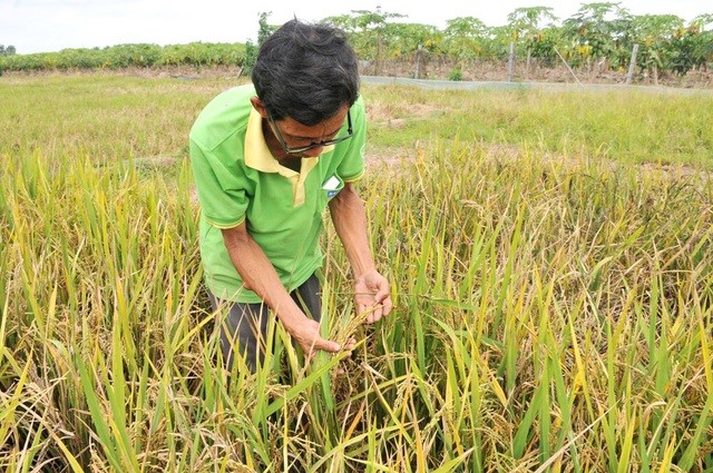 Hơn 20 năm qua, nông dân Hoa Sĩ Hiền giành nhiều công sức để nghiên cứu lai tạo thành công hơn 50 giống lúa có tính năng vượt trội