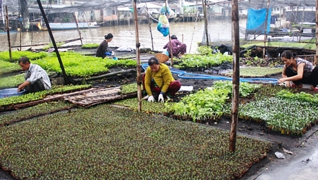 Qua mấy mươi năm, xóm bầu cải Đông Thuận nhộn nhịp bên dòng Chà Và Lớn.