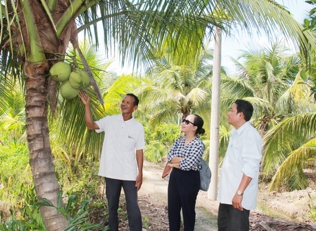 Chú Thạch Em (đầu tiên, bên trái) chỉ cách phân biệt dừa sáp và dừa không sáp.