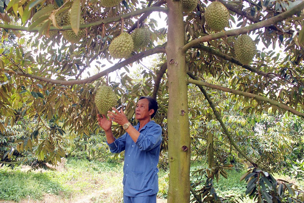 Cây sầu riêng trên đất Cù lao Chợ Mới