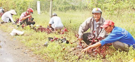 Hội Nông dân xã Long Mỹ thường xuyên ra quân trồng hoa để làm đẹp cảnh quan cho tuyến Đường huyện 30. Trong ảnh: Ông Võ Hiếu Nghĩa (thứ 2 bên phải) cùng hội viên trồng hoa. 