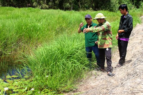 Thăm khu lúa trời ở Láng Sen (Long An).