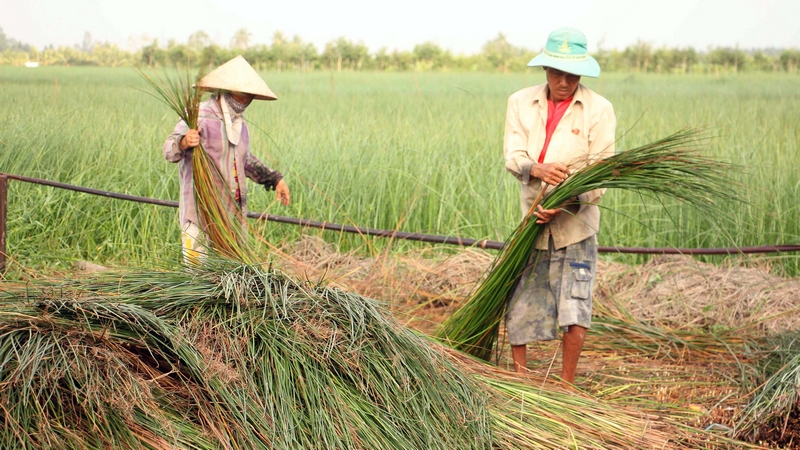 Tổ hợp tác trồng lác tại xã Trung Thành Đông góp phần phát triển kinh tế địa phương.