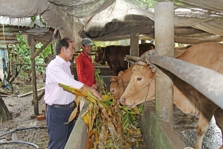 Đàn bò Pháp từ nguồn vốn vay ưu đãi của anh Lâm (người đội nón) đem lại nguồn thu lớn cho gia đình.