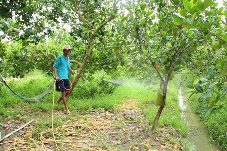 Mô hình xem canh mít Thát siêu sớm của anh Thiện đang cho trái hứa hẹn vụ mùa bội thu.