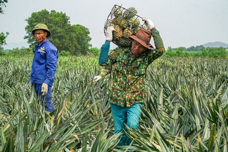 Ảnh minh họa. (Nguồn: Vietnam+)