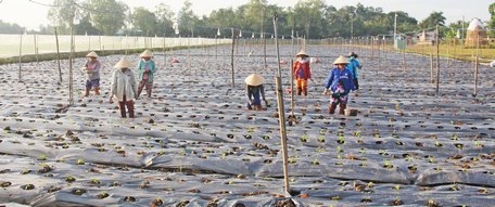 Cây tía tô xanh trong những ngày đầu bén rễ trên đất Long Mỹ.