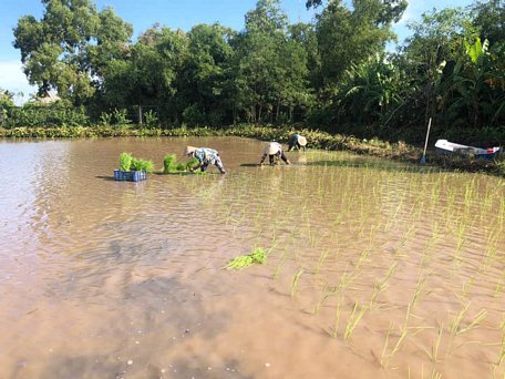 Cấy lúa mùa trên ruộng của Lê Quốc Việt.