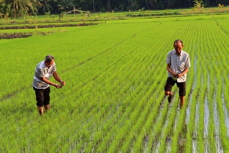 Thành viên trong Hội đồng Quản trị HTX thường xuyên kiểm tra, giám sát đồng ruộng và hỗ trợ kỹ thuật cho hội viên.