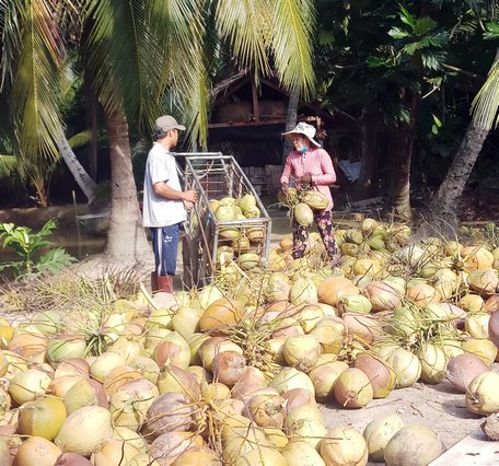 Dừa khô tăng giá giúp nông dân có lợi thu nhập cao.