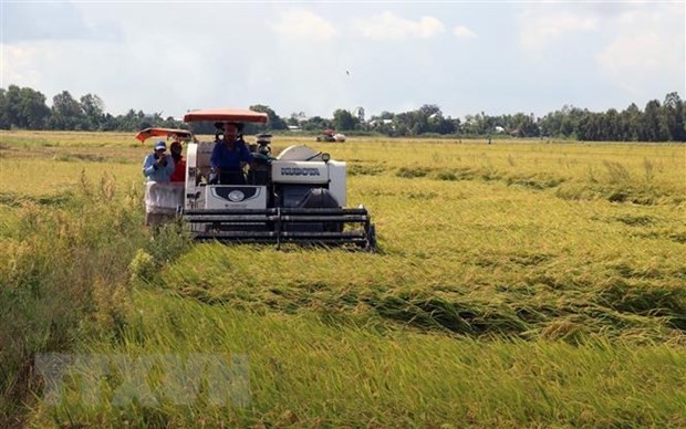 Nông dân xã Mỹ Hiệp Sơn, huyện Hòn Đất (Kiên Giang), thu hoạch lúa Hè Thu. (Ảnh: Lê Huy Hải/TTXVN)