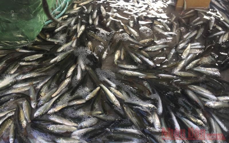 Cá linh non đã xuất hiện ở chợ cá An Giang
