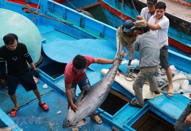 Ngư dân phân loại cá ngừ đại dương khi tàu vừa cập cảng Hòn Rớ (thành phố Nha Trang, Khánh Hòa). (Ảnh: Nguyễn Dũng/TTXVN)