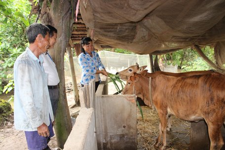 Nhiều năm qua, các cấp hội chữ thập đỏ giúp vốn hỗ trợ sinh kế cho người khó khăn.