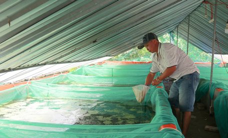 Anh Tính đang nuôi khoảng 1 triệu con ốc bươu đen giống và thương phẩm với kinh phí đầu tư ban đầu khoảng 300 triệu đồng.