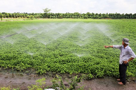 Anh Ba với ruộng rau diếp cá xanh mướt.