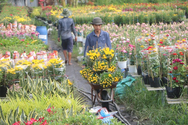 Làng hoa Sa Đéc một trong những điểm đến hấp dẫn của nhiều khách du lịch trong nước và quốc tế