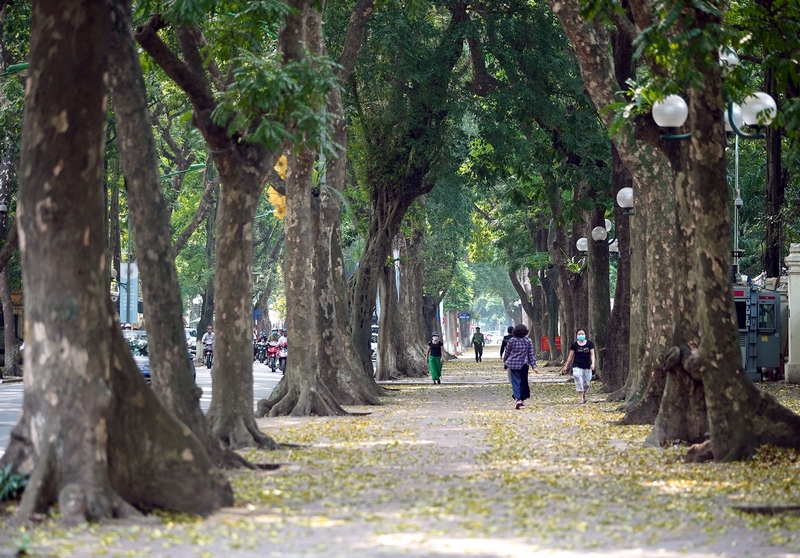  Hà Nội ngày trở gió, cơn mưa mang theo cái lành lạnh của mùa thu. Sớm thức giấc bỗng thấy những con đường quen thuộc rải đầy lá vàng. 