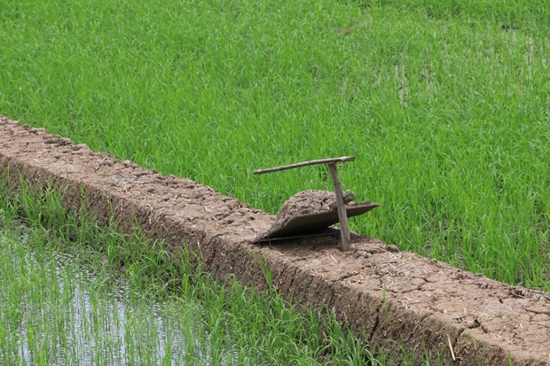 Ông Trần Văn Hùng, thị trấn Thường Thới Tiền gài bẫy đất (dân địa phương gọi là “rập nhẹp”) đặt trên các bờ ruộng lúa. (Ảnh: Chương Đài/TTXVN)