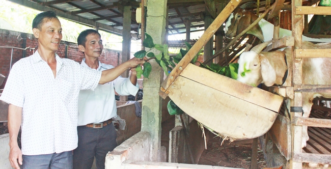 Anh Trung (đứng trước) với mô hình chăn nuôi dê đã giúp đỡ nhiều nông hộ vươn lên.